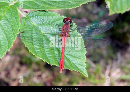 Blood Ruddy Darter (Sympetrum sanguineum), male, Germany Stock Photo