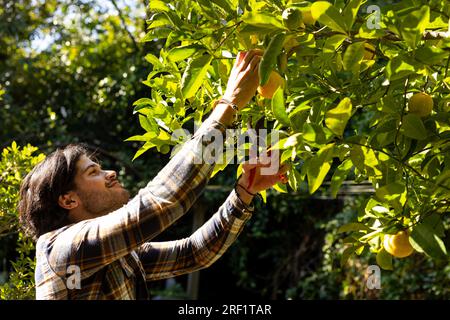 Happy indian man picking apple from tree in sunny garden Stock Photo