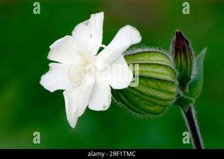 Silene latifolia (Melandrium album) (Silene pratensis) (Silene alba), North Rhine-Westphalia (Lychnis alba), White cockle, Evening lychnis, Germany Stock Photo