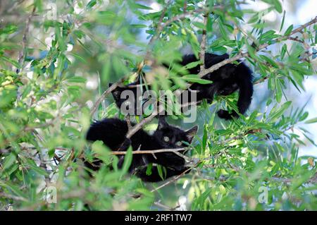 Domestic cats, kittens on tree Stock Photo