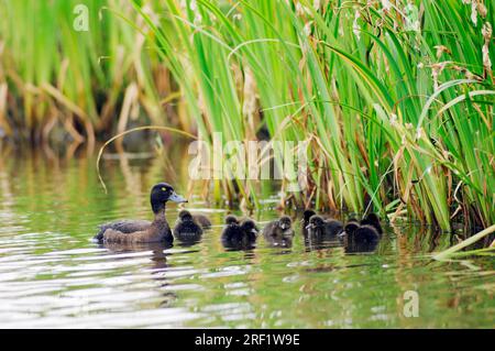 Tufted Duck (Aythya fuligula) with ducklings, Texel, Netherlands Stock Photo