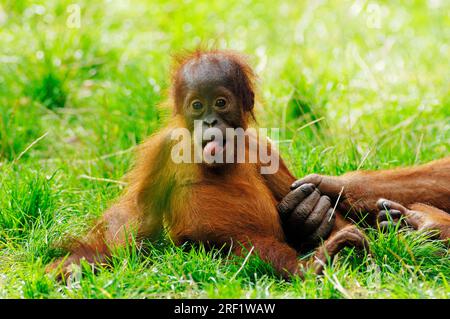Young Sumatran orangutan (Pongo pygmaeus abelii) Stock Photo