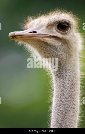 Common ostrich (Struthio camelus), female Stock Photo