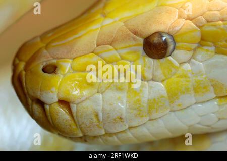 Indian Python (Python molurus bivittatus), albino 'Golden Thai Python', Dark Python Stock Photo