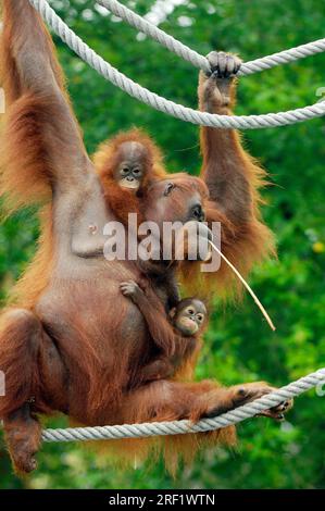 Bornean orangutan, female with young (Pongo pygmaeus pygmaeus) Stock Photo