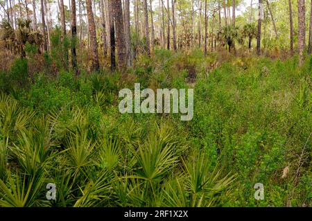 Forest with saw palmettos (Serenoa repens) and Elliot pines, Everglades National Park, Florida (Pinus eliotti), saw palm, USA Stock Photo