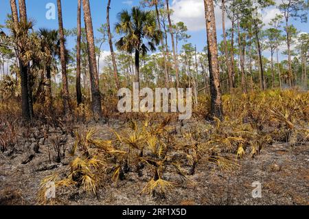 Saw Palmettos (Serenoa repens) and South Florida Slash Pines after forest fire, Corkscrew Swamp Sanctuary, Florida, USA (Pinus eliotti) Stock Photo