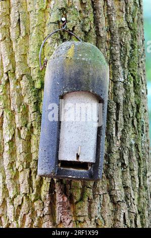 Bat box on tree, North Rhine-Westphalia, Germany Stock Photo