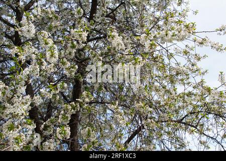Beautiful, large cherry tree blossomed in garden with many white flowers, against sky. Lots of flowers on fruit tree, there is a result of proper care Stock Photo