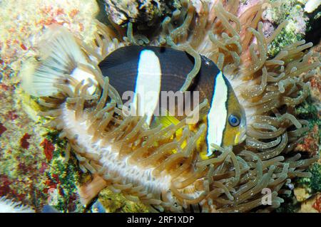 Clark's anemonefish (Amphiprion clarki), golden belly, Clark's clownfish Stock Photo