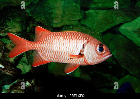 Blackbar soldierfish (Myripristis jacobus), Jacobs soldierfish, black stripe soldierfish Stock Photo