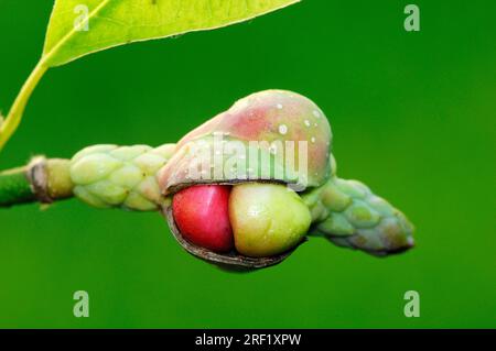 Kobushi magnolia (Magnolia kobus), leaf and fruit, magnolia Stock Photo