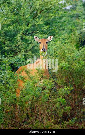 Nilgai (Boselaphus tragocamelus), female, Keoladeo-Ghana National Park, nilgai, India Stock Photo