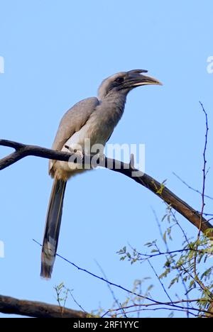 Indian Grey Hornbill (Ocyceros birostris), Keoladeo Ghana national park, Rajasthan, India, Indian Gray Hornbill Stock Photo