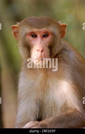 Rhesus Monkey, male, Keoladeo Ghana national park, Rajasthan, India ...