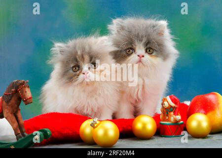 Persian cats, kittens, 7 weeks Stock Photo