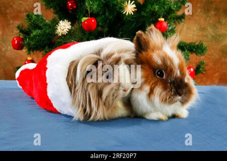 Lion head rabbits and guinea pigs, lion maned dwarf rabbits, lion head rabbits, domestic rabbits, dwarf rabbits, detachable Stock Photo