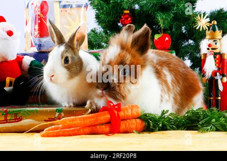 Dwarf rabbits and lion-headed rabbits, lion-maned dwarf rabbits, lion-headed rabbits, domestic rabbits Stock Photo