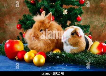 Lion-headed rabbits and guinea pigs, lion-maned dwarf rabbits, lion-headed rabbits, domestic rabbits, dwarf rabbits Stock Photo