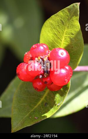 Honeysuckle Berries (Lonicera Periclymenum) Stock Photo