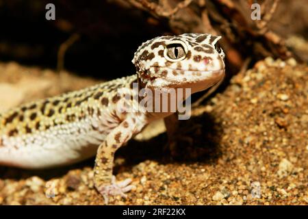 Leopard gecko, juveniles, Eublepharis macularis, juvenile leopard geckos Stock Photo