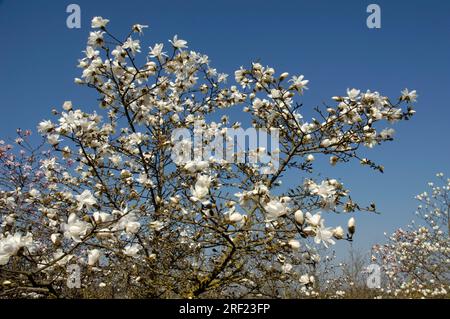 Magnolia 'Donna' (Magnolia kobus var. loebneri) Stock Photo