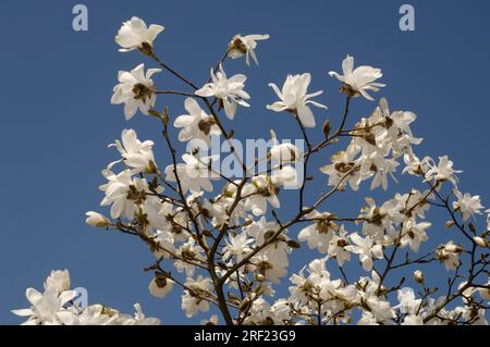 Magnolia 'Donna' (Magnolia kobus var. loebneri) Stock Photo