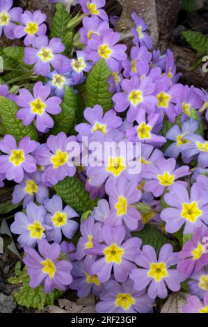 Primrose (Primula vulgaris), Cushion Primrose, Stemless Cowslip Stock Photo