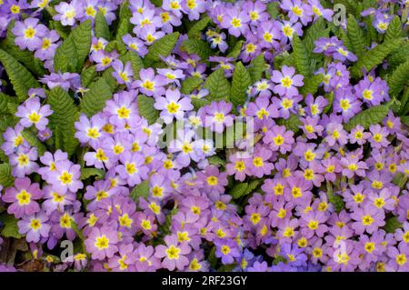 Primrose (Primula vulgaris), Cushion Primrose, Stemless Cowslip Stock Photo