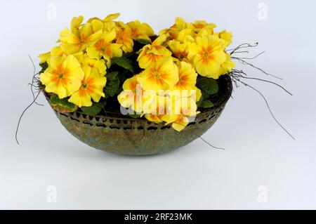 Primrose (Primula vulgaris), Cushion Primrose, Stemless Cowslip Stock Photo