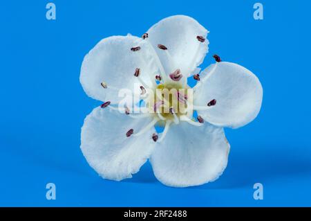 Common Common hawthorn (Crataegus monogyna), flower Stock Photo