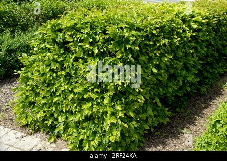 European hornbeams hedge (Carpinus betulus) White beech hedge Stock Photo