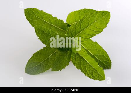 Curled mint (Mentha spicata var. crispa), spearmint, nanomint Stock Photo