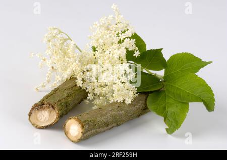 Elder (Sambucus nigra), bark and flowers Stock Photo