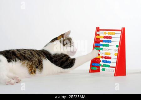 Domestic cat at the abacus, abacus, abacus board, adding machine ...
