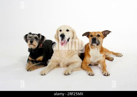 American Staffordshire Terrier, mixed breed dog and Golden Retriever Stock Photo