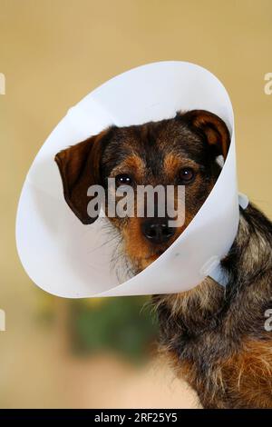 Dog shop neck funnel