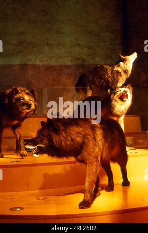 Stuffed gray wolves (Canis lupus), Museum Inatura, Dornbirn, stuffed, wolf, Austria Stock Photo