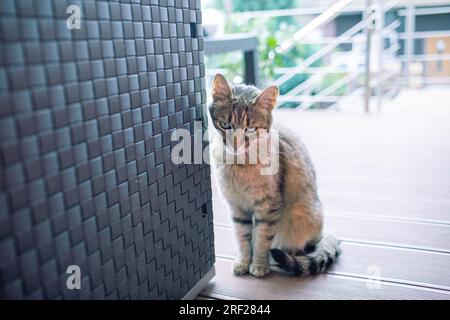 Cat standing on the terrace and waiting. High quality photo Stock Photo
