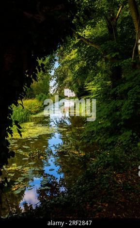 Lode Mill framed by foliage and reflected in Quy Water in the grounds of Anglesey Abbey, Lode, Cambridgeshire Stock Photo