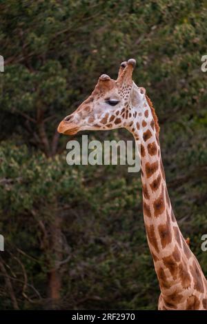 The giraffe (Giraffa camelopardalis) portrait against the trees, tallest land animal, African hoofed mammal in the family Giraffidae. Stock Photo