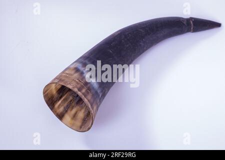 Antony Trivet Commercial Products Cow horns for drinking drinks like beer Stock Photo