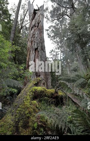 795 Dry, fallen, moss-covered myrtle beech tree -Nothofagus cunninghamii- on the rainforest walk. Apollo Bay-Australia. Stock Photo