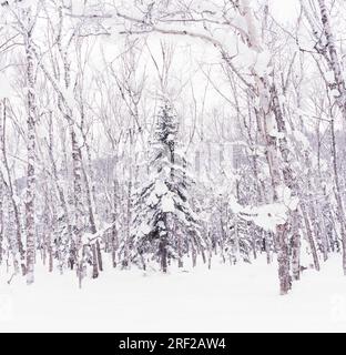 Pine tree covered in snow in a peaceful forest, Hokkaido, Japan Stock Photo