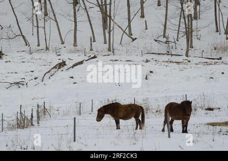 Dosanko horses in a snowy landscape. Tsurui Dosanko Ranch. Kushiro. Hokkaido. Japan. Stock Photo