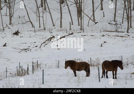 Dosanko horses in a snowy landscape. Tsurui Dosanko Ranch. Kushiro. Hokkaido. Japan. Stock Photo