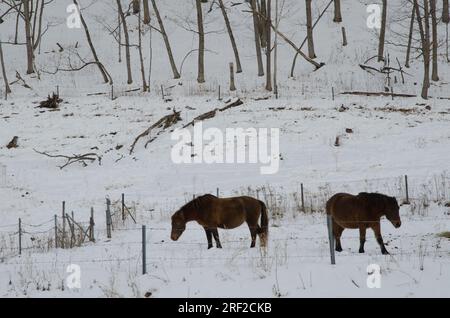 Dosanko horses in a snowy landscape. Tsurui Dosanko Ranch. Kushiro. Hokkaido. Japan. Stock Photo