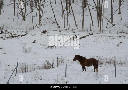 Dosanko horse in a snowy landscape. Tsurui Dosanko Ranch. Kushiro. Hokkaido. Japan. Stock Photo