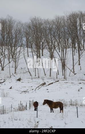 Dosanko horses in a snowy landscape. Tsurui Dosanko Ranch. Kushiro. Hokkaido. Japan. Stock Photo