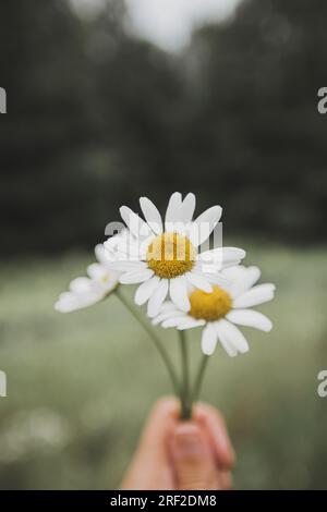Wild Daisies in Focus, Dark Green Trees behind Stock Photo